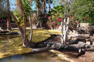 GC-Crocodilo Park 2020-033.JPG